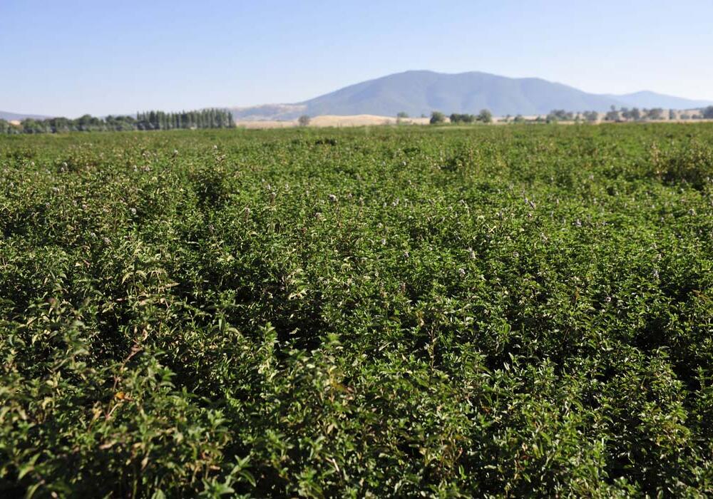 Australian mint crop update