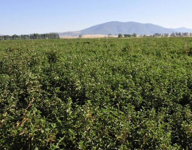 Australian mint crop update