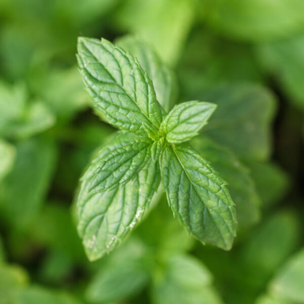 Mint-leaves-square